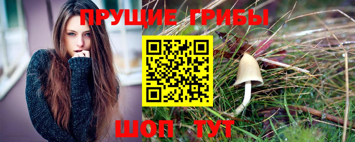 Видное  Галлюциногенные грибы GOLDEN TEACHER  Вход с VPN  Псилоцибиновые грибы Psilocybine cubensis 